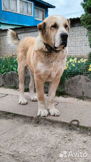 Среднеазиатская овчарка алабай