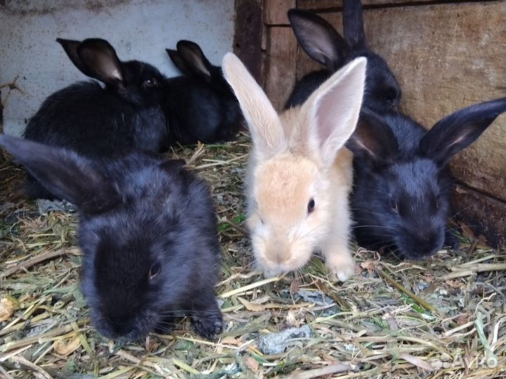 Крольчата
