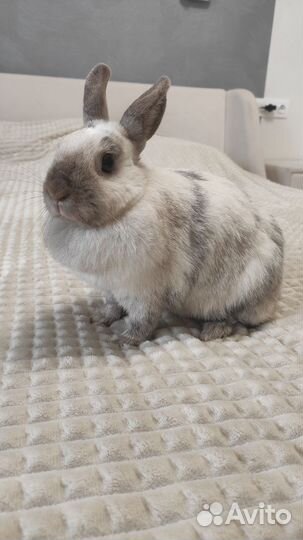 Декоративный кролик с клеткой