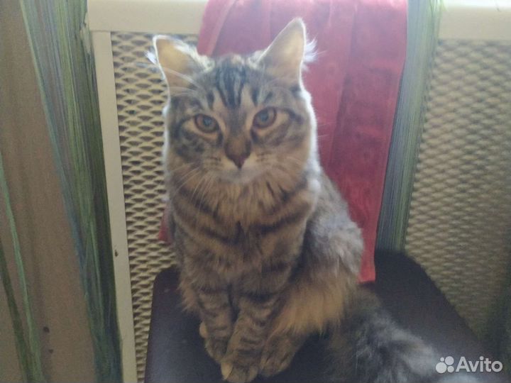 Кошка в дар