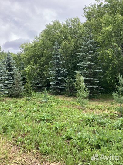 Ель голубая