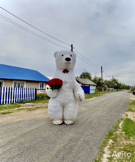 Поздравление белые медведи ростовые куклы