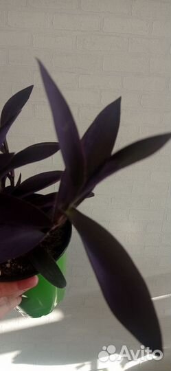 Традесканция фиолетовая в горшке 2 л
