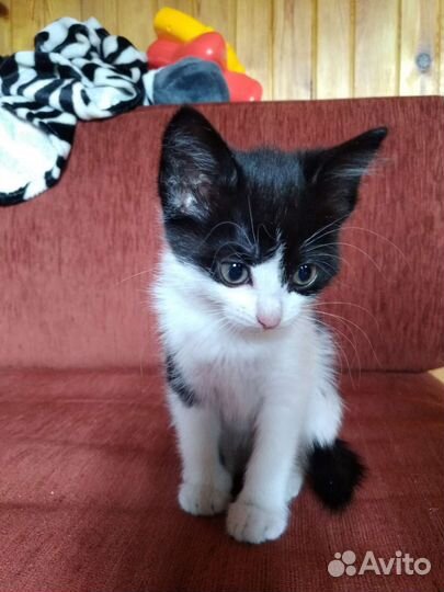 Котенок девочка 2 мес, черно-белая