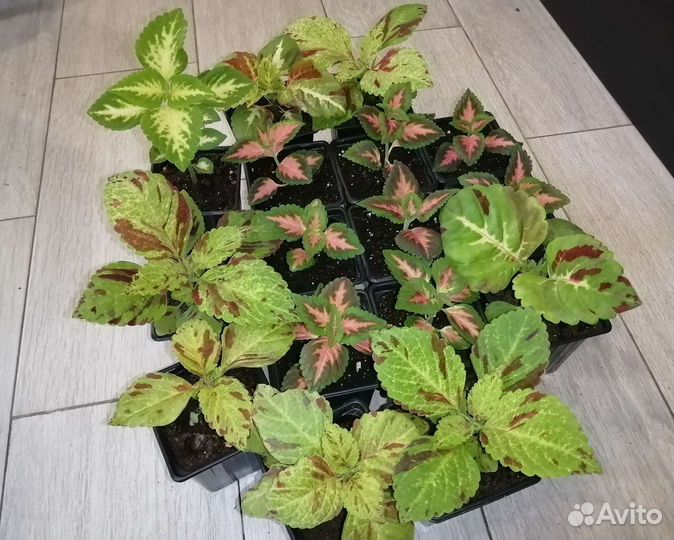 Колеусы сортовые