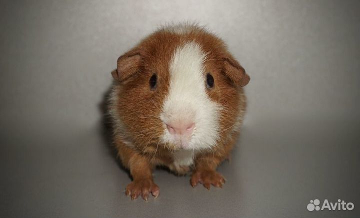 Морская свинка ам.тедди