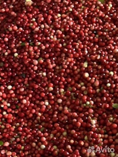 Брусника свежая