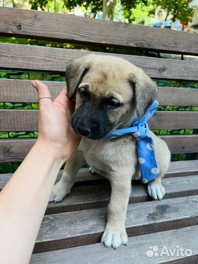 Щенок мальчик