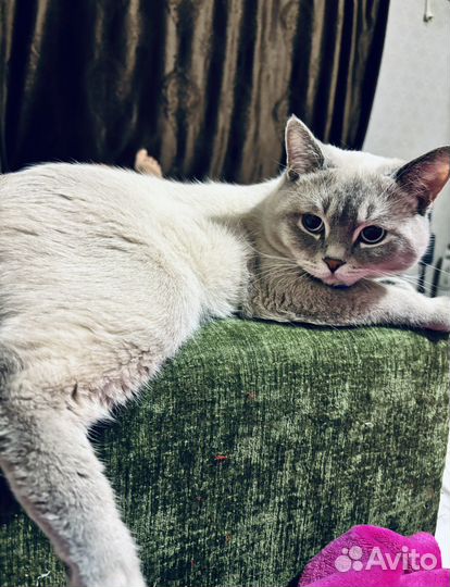 Кот бесплатно