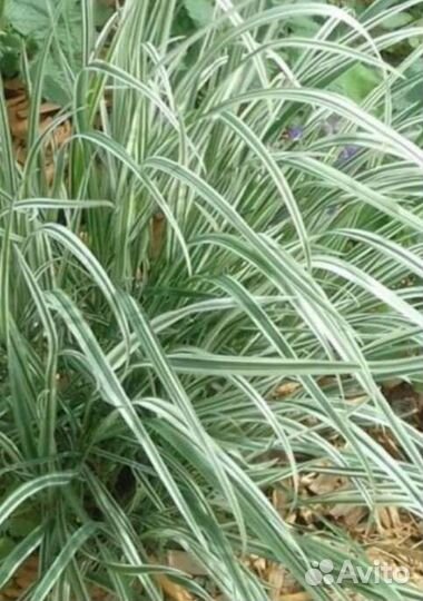 Садовые многолетники