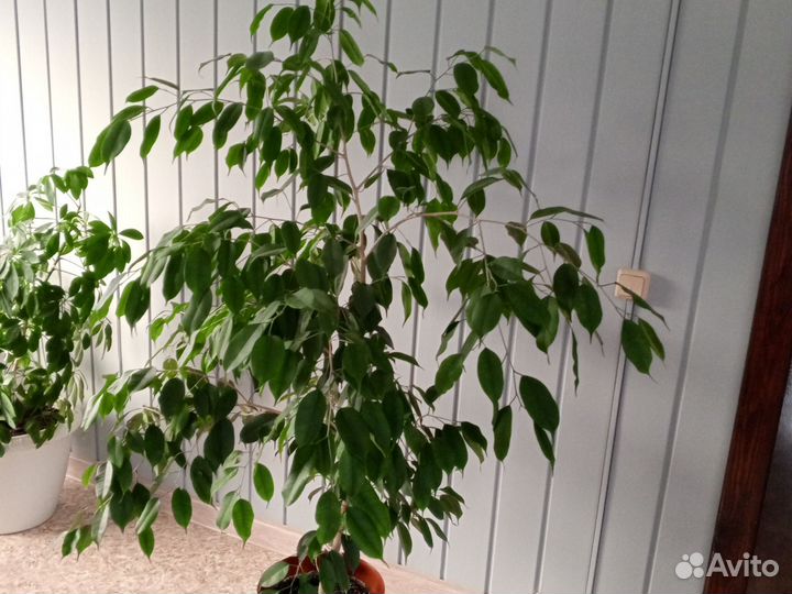 Фикус бенджамина большой