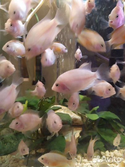 Цихлазома Фламинго