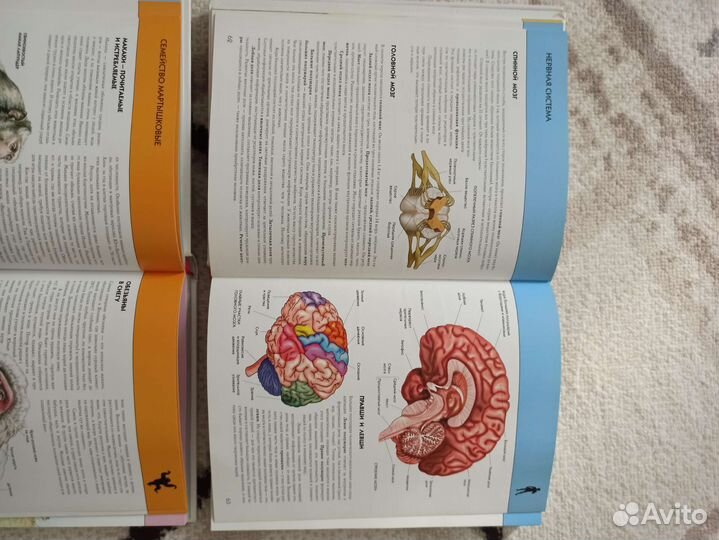 Энциклопедия для детей