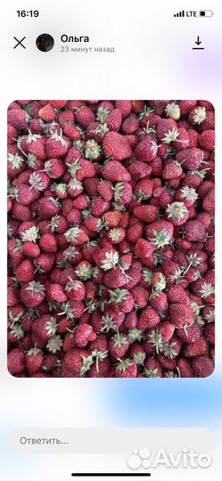 Ягода оптом 24 июля