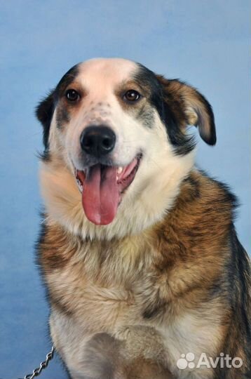 Рэй ждет свой дом