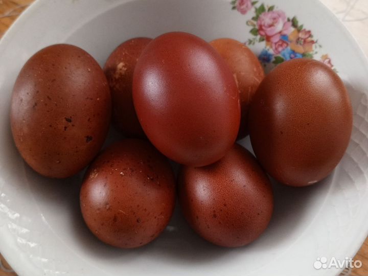 Инкубационное яйцо, Черно-Медного-Марана, цыплята