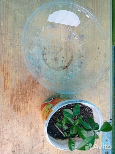 Саженцы мандарина