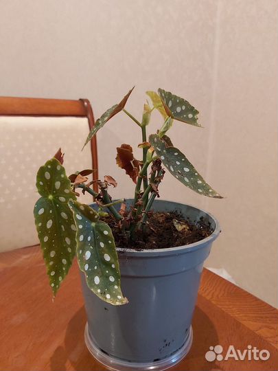 Бегония макулата