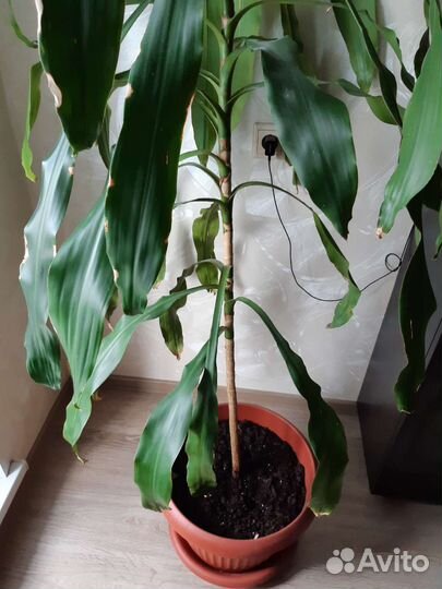 Комнатные цветы драцена