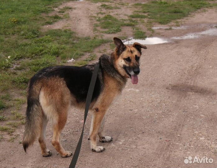 Собака Альма