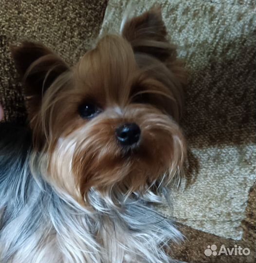 Йорко - детки