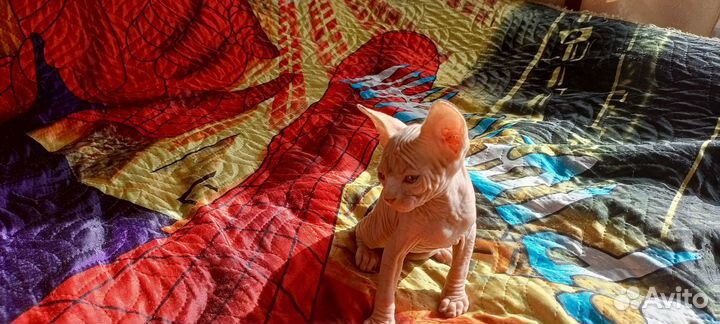 Канадский сфинкс котенок