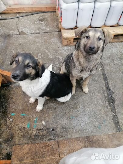 Симпотяшки ищут дом