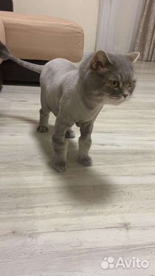 Стрижка котов и кошек