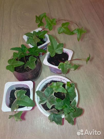 Калатея,филодендрон,сциндапсус, хедера