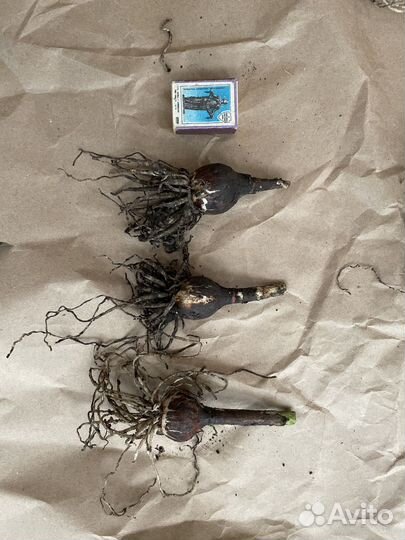 Шпрекелия спрекелия луковичные