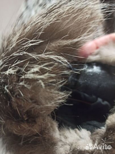 Шуба чернобурка