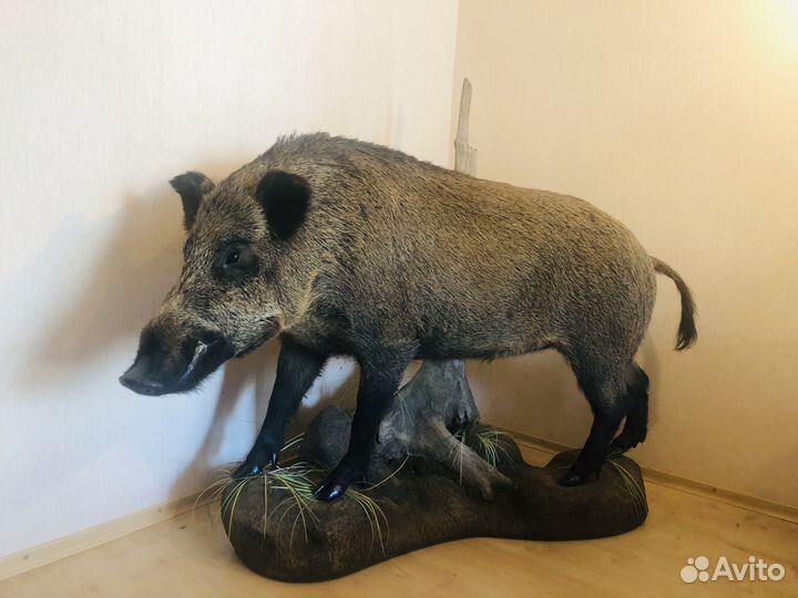 Чучело кабана