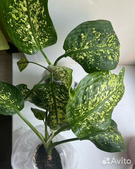 Диффенбахия