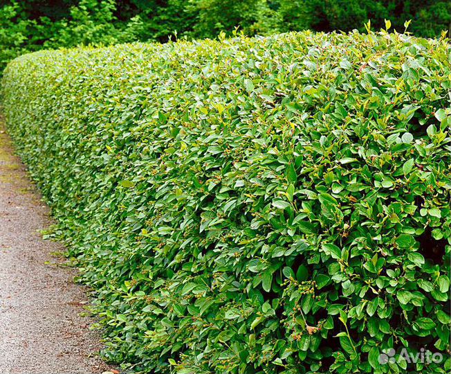 Саженцы кизильника