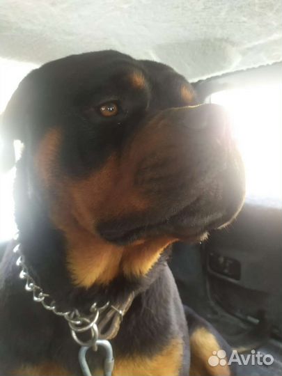 Ротвейлер вязка