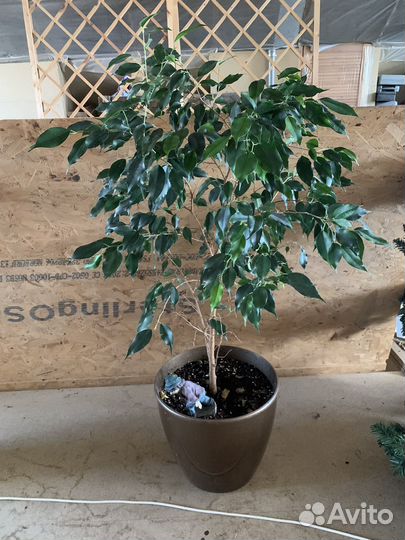 Крупные комнатные растения