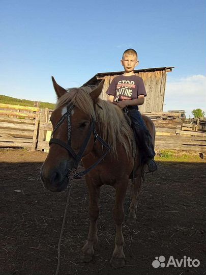 Жеребец 2.5года