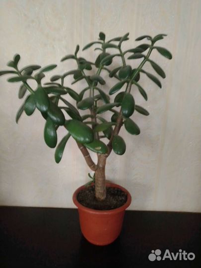 Толстянка. Денежное дерево