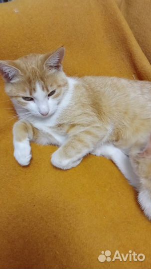 Котенок в добрые руки
