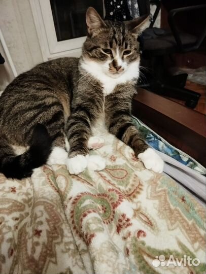 Котики бесплатно в добрые руки