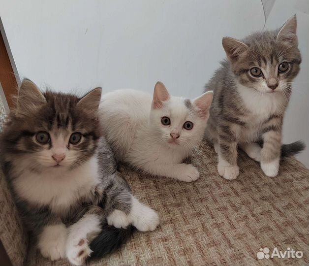 Кошка в дар бесплатно