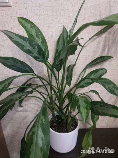 Комнатные растения