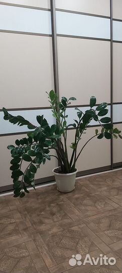 Замиокулькас