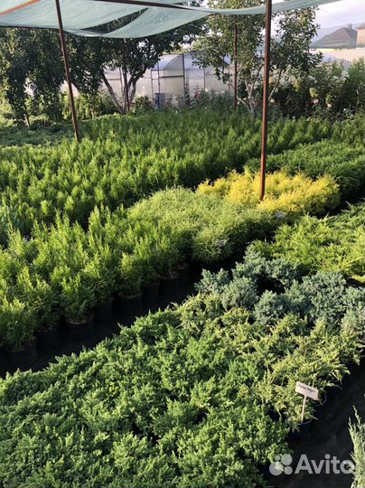 Можжевельник Стрикта, Олд голд, Лайм глоу и другие