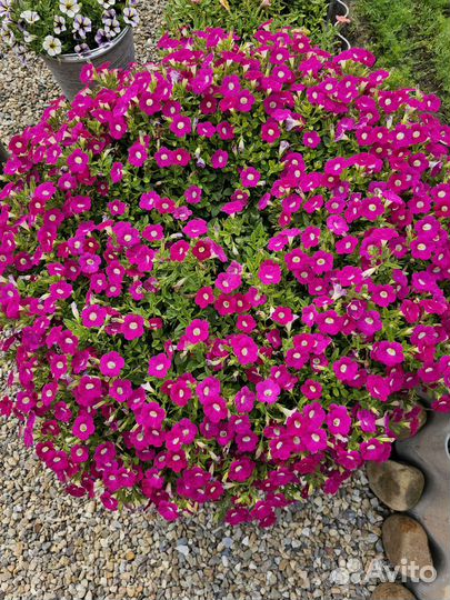 Вегетативная петуния