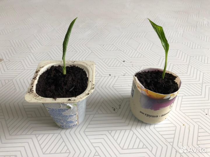 Спатифилиум Домино