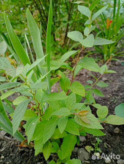 Спирея японская