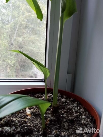 Эухарис амазонская лилия