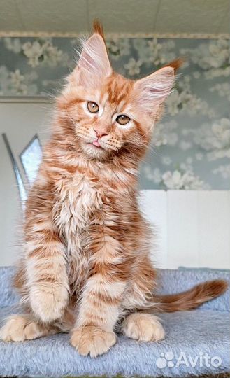 Ласковый гигант Мейн-кун