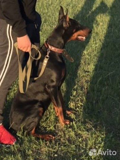 Щенки Доберманов